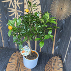 Calamondin Oriana (Citrina) H55 cm