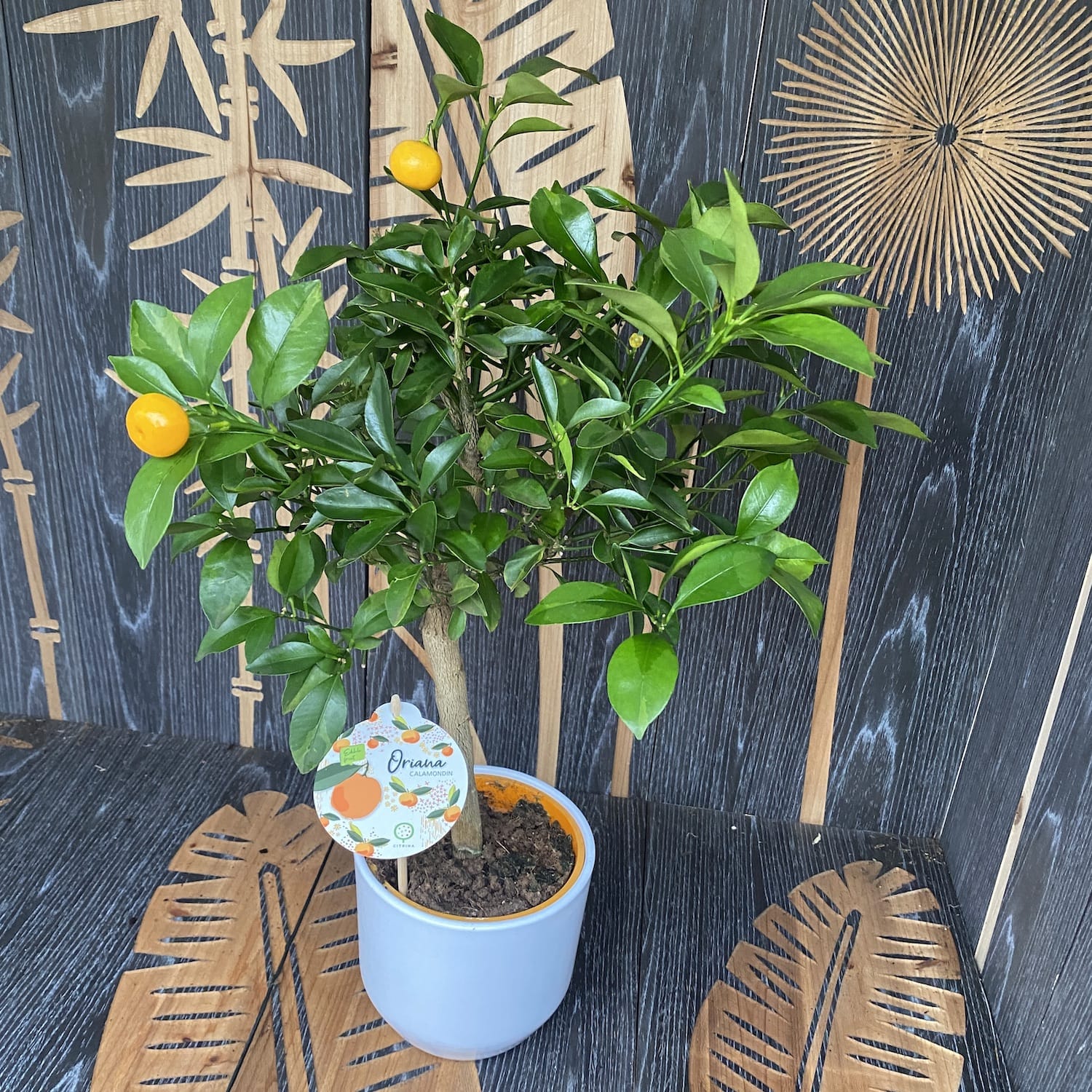 Calamondin Oriana (Citrina) H55 cm