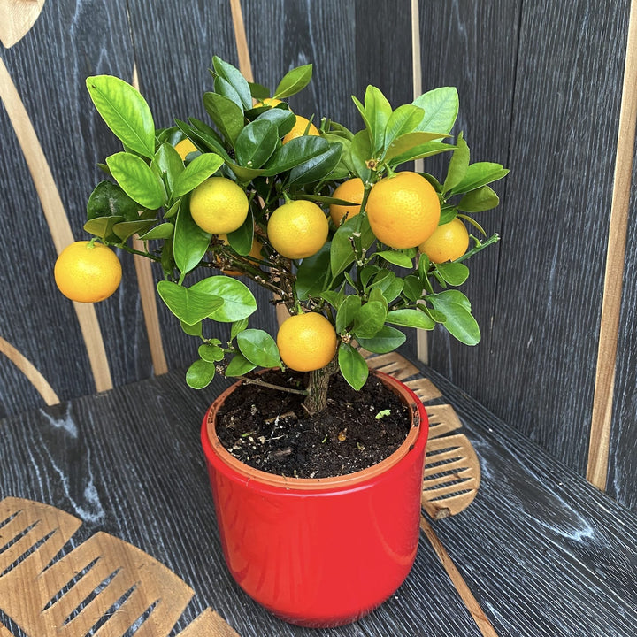 Calamondin pe picior - Mandarin Pitic