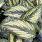 Calathea Beauty Star (babyplant)