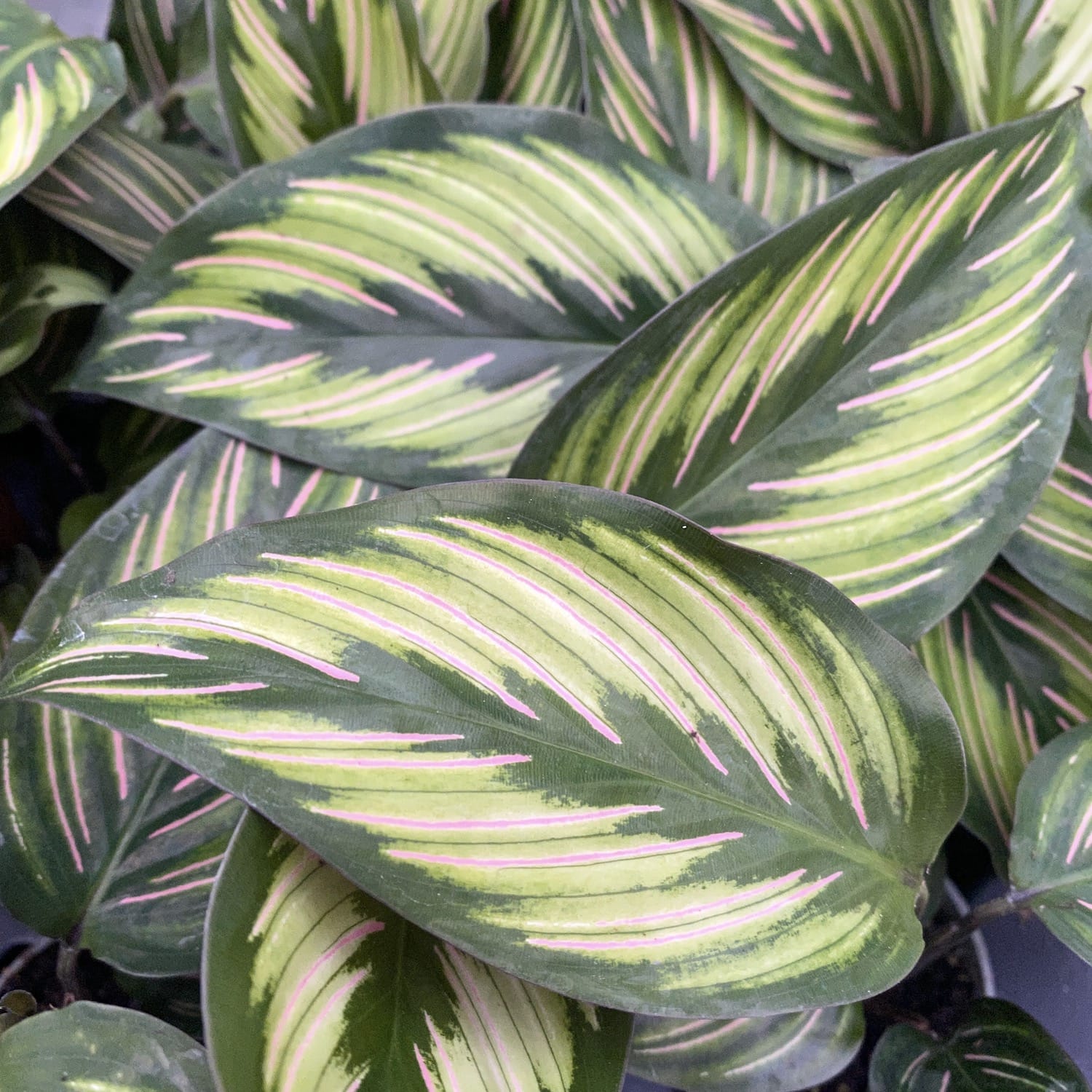 Calathea Beauty Star (babyplant)