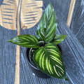 Calathea Beauty Star (babyplant)