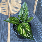 Calathea Beauty Star (babyplant)