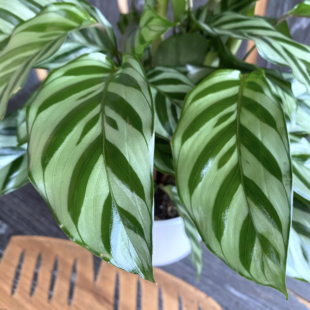 Calathea concinna 'Freddie'