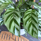 Calathea concinna ‘Freddie’