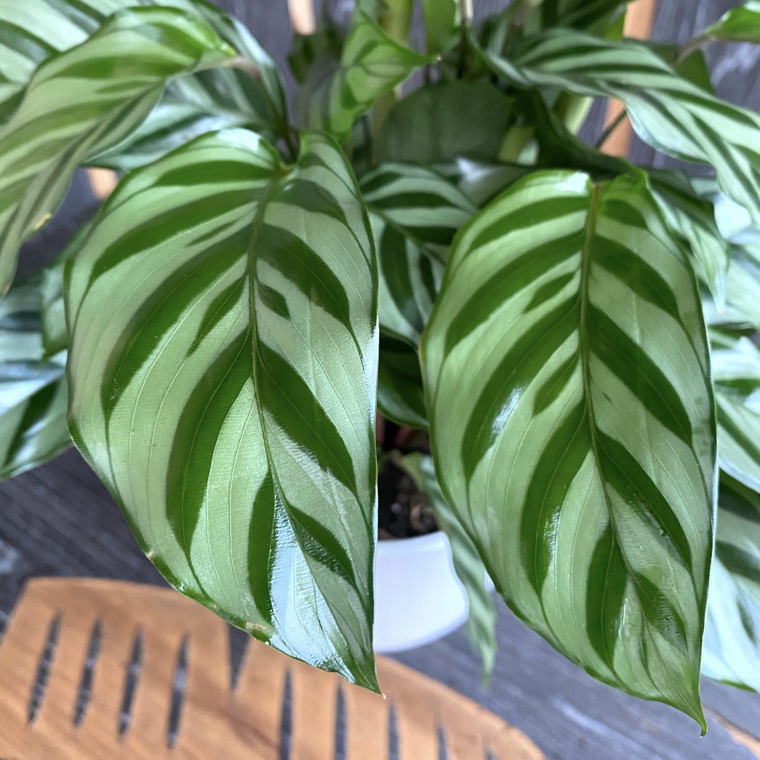 Calathea concinna ‘Freddie’