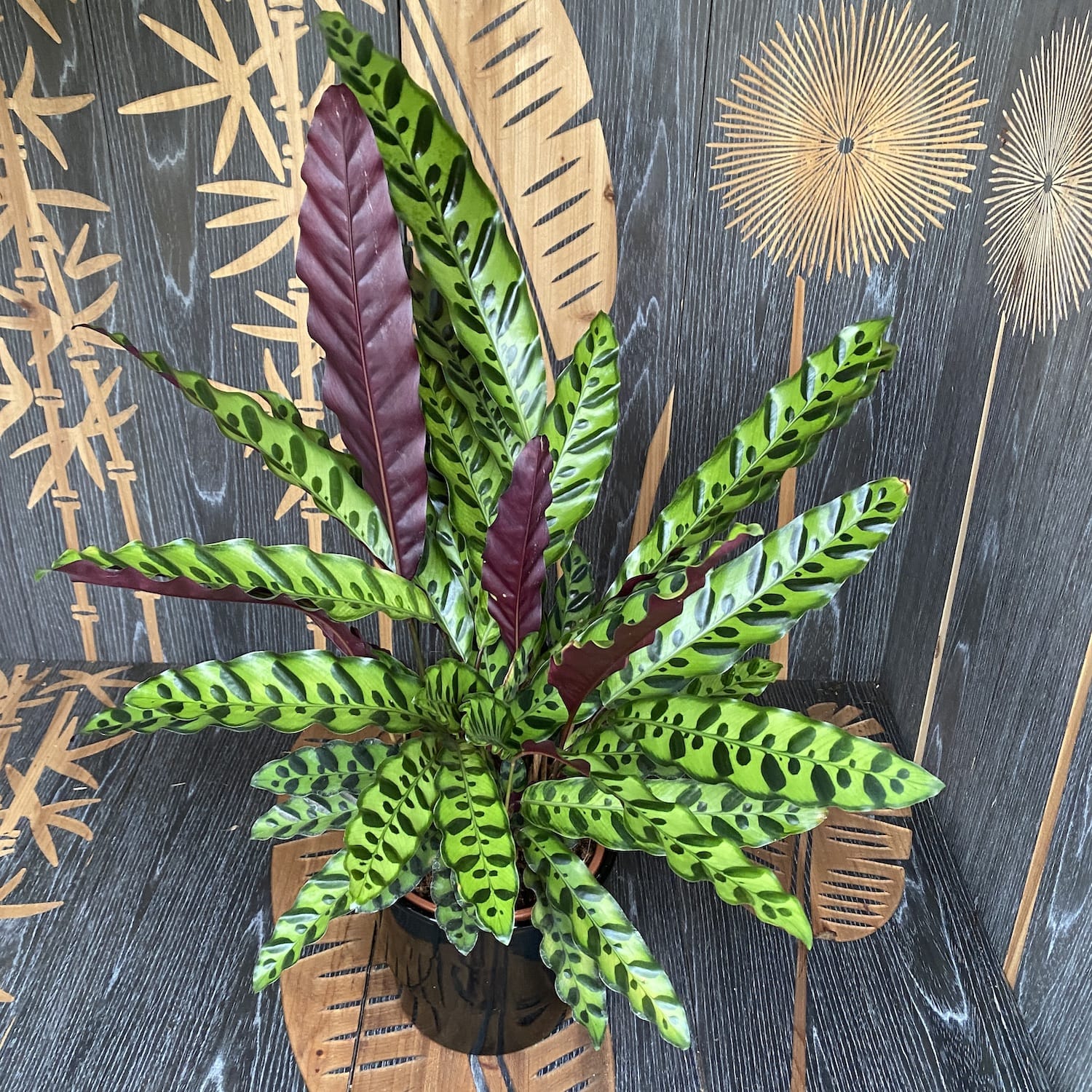 Calathea Lancifolia Insigne (Calathea Rattlesnake) - exemplare XL