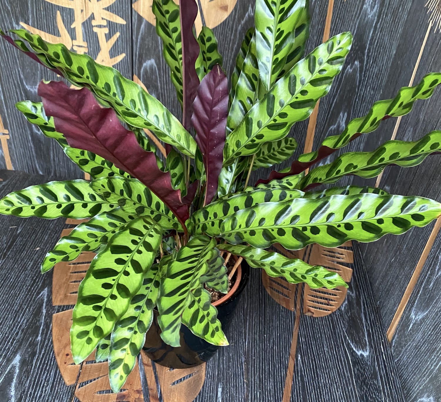 Calathea Lancifolia Insigne (Calathea Rattlesnake) - exemplare XL