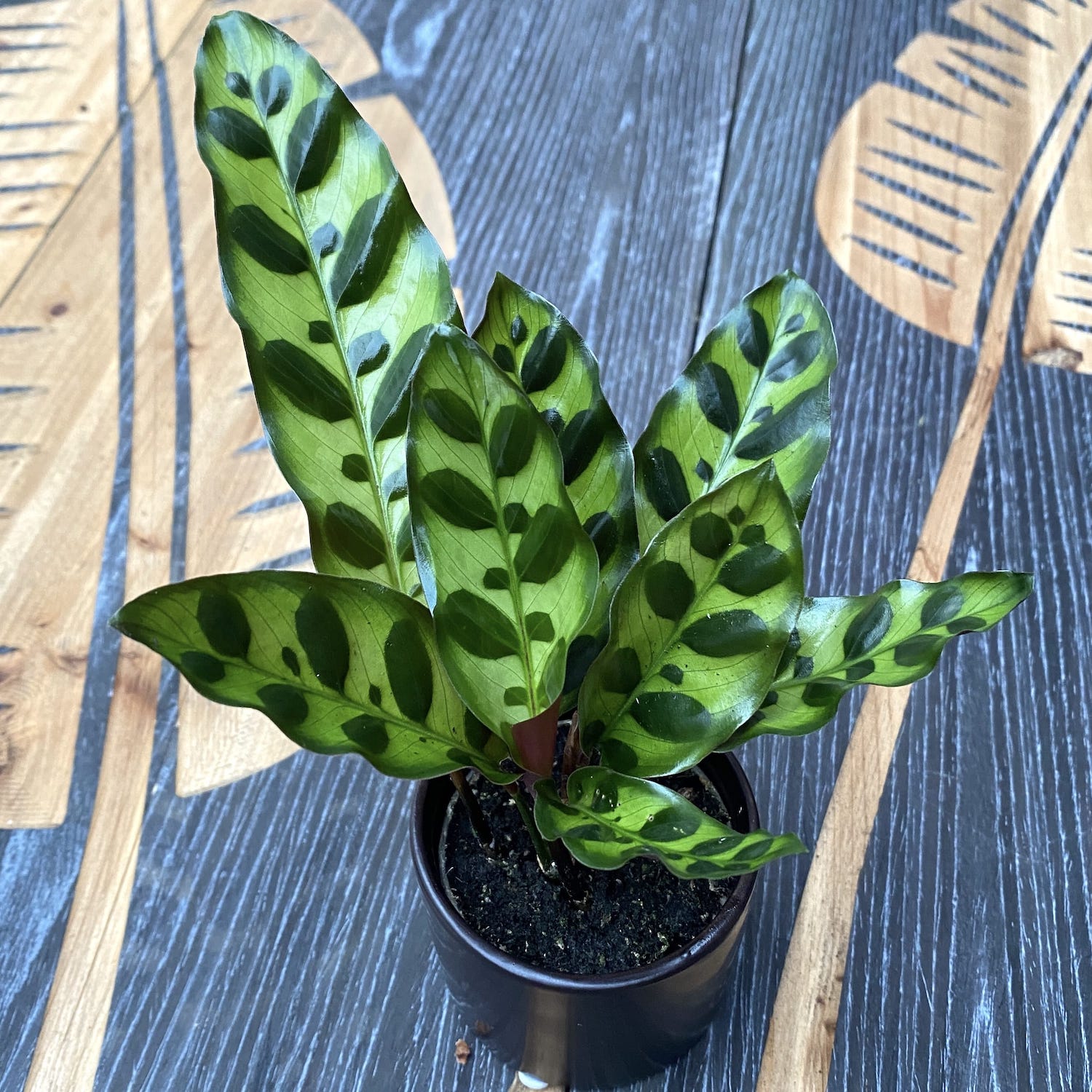 Calathea Lancifolia Insigne (babyplant)