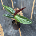 Stromanthe sanguinea* babyplant