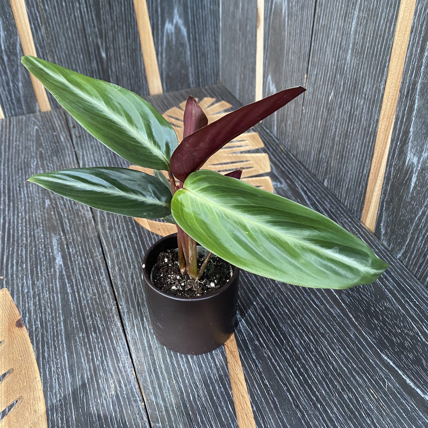 Stromanthe sanguinea* babyplant