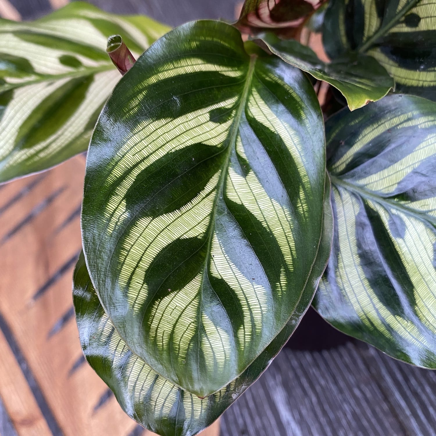 Calathea Makoyana (babyplant)