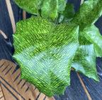 Calathea ‘Network’ – Planta de interior cu frunze verzi decorative si model geometric unic