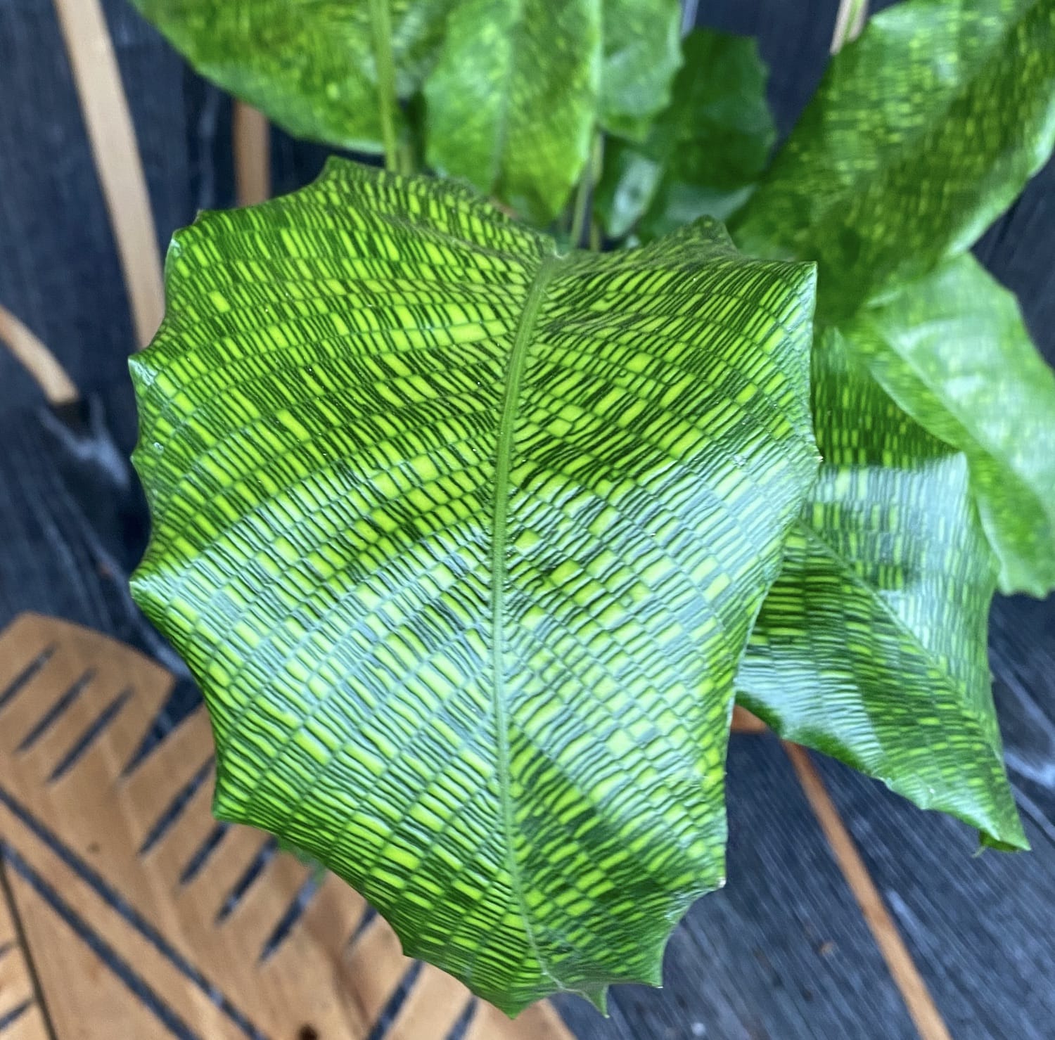 Calathea ‘Network’ – Planta de interior cu frunze verzi decorative si model geometric unic