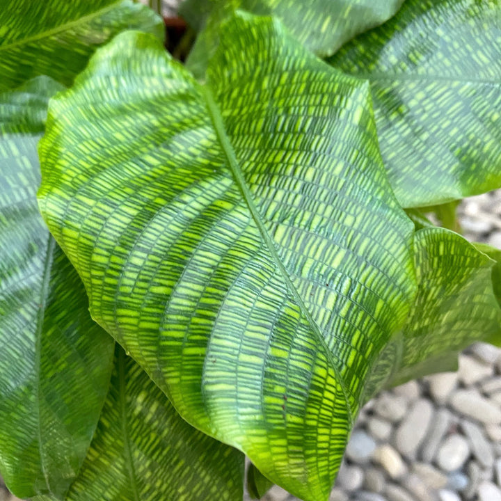 Calathea Musaica Network - Planta paun