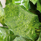 Calathea ‘Network’ – Planta de interior cu frunze verzi decorative si model geometric unic