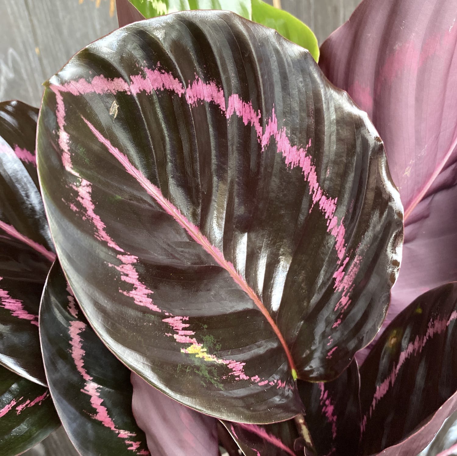 Calathea Roseopicta Surprise Star