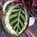 Calathea Roseopicta Angela