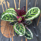Calathea Roseopicta Angela