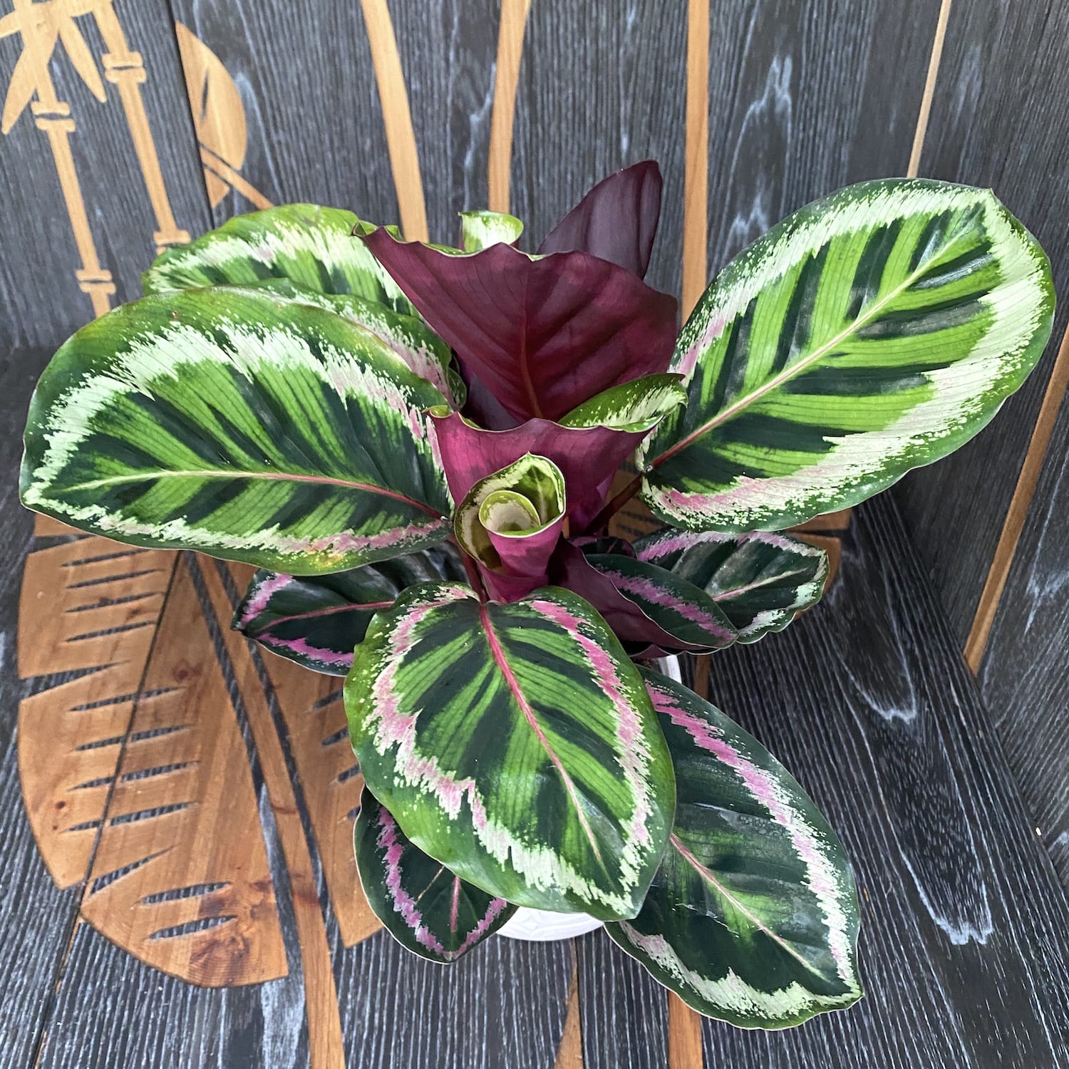 Calathea Roseopicta Angela
