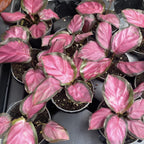 Calathea Roseopicta Rosy (Babypflanze)