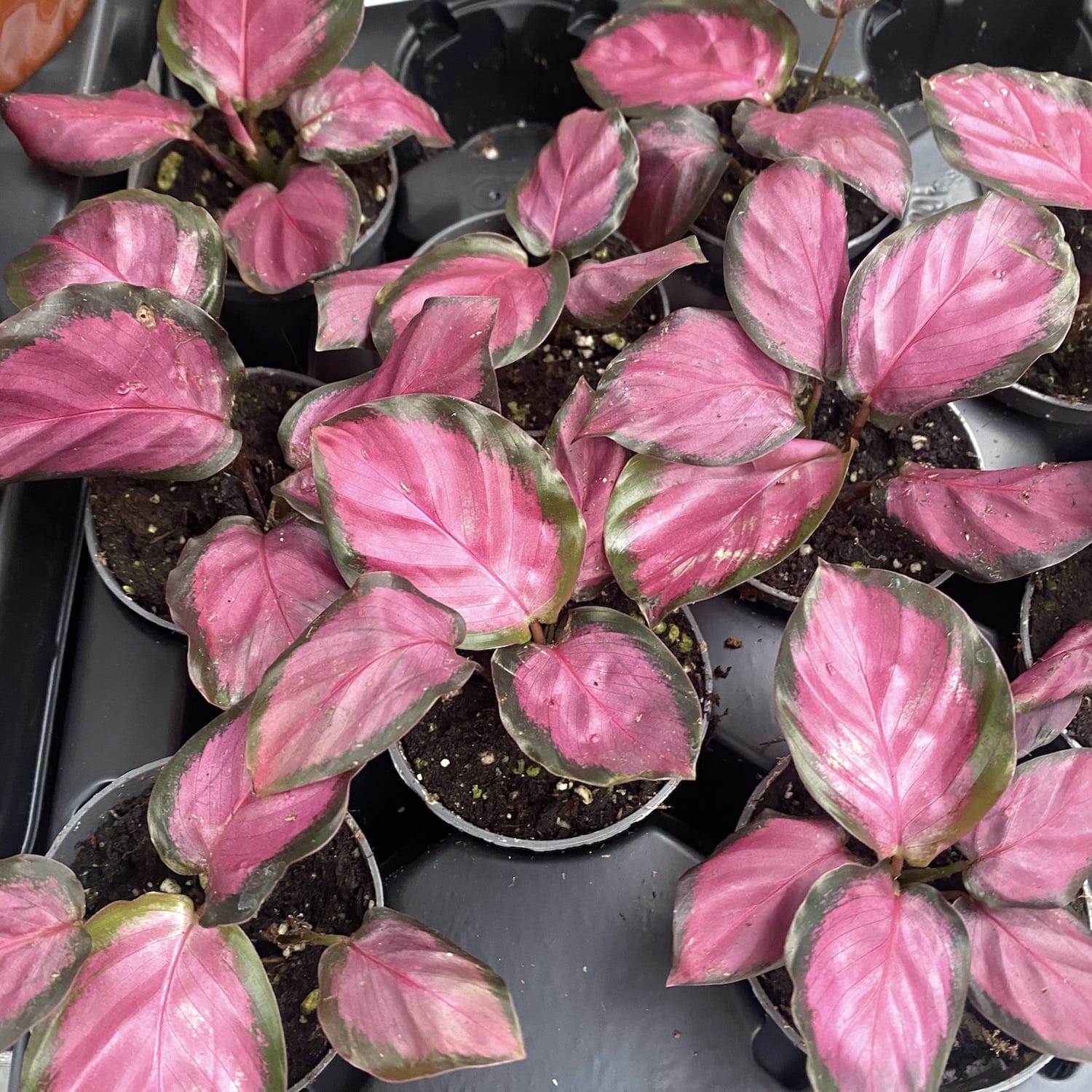 Calathea Roseopicta Rosy (babyplant)