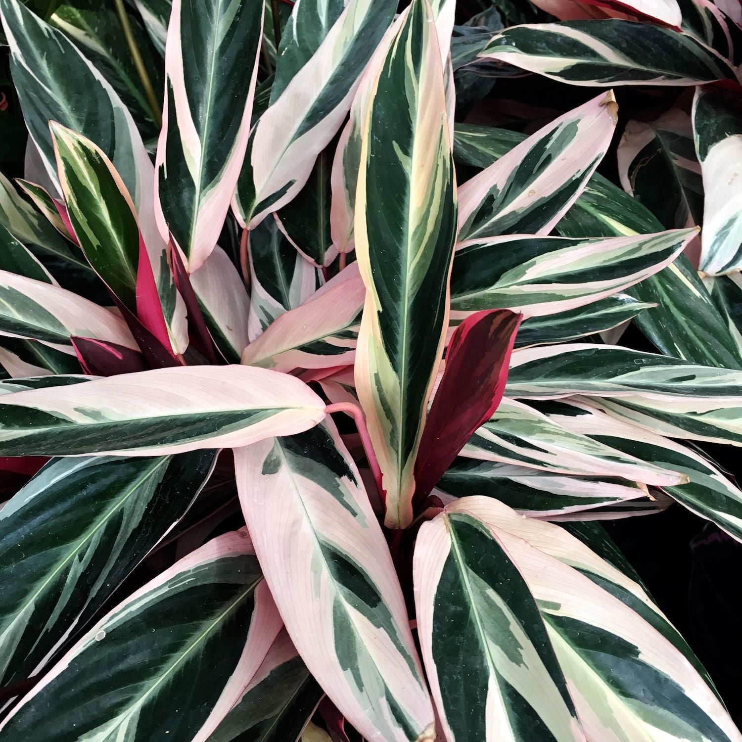 Calathea Triostar (Stromanthe Sanguinea Triostar) D19