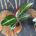 Calathea Triostar (Stromanthe Sanguinea Triostar) (babyplant)