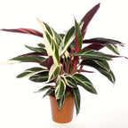 Calathea Triostar (Stromanthe Sanguinea Triostar) D19