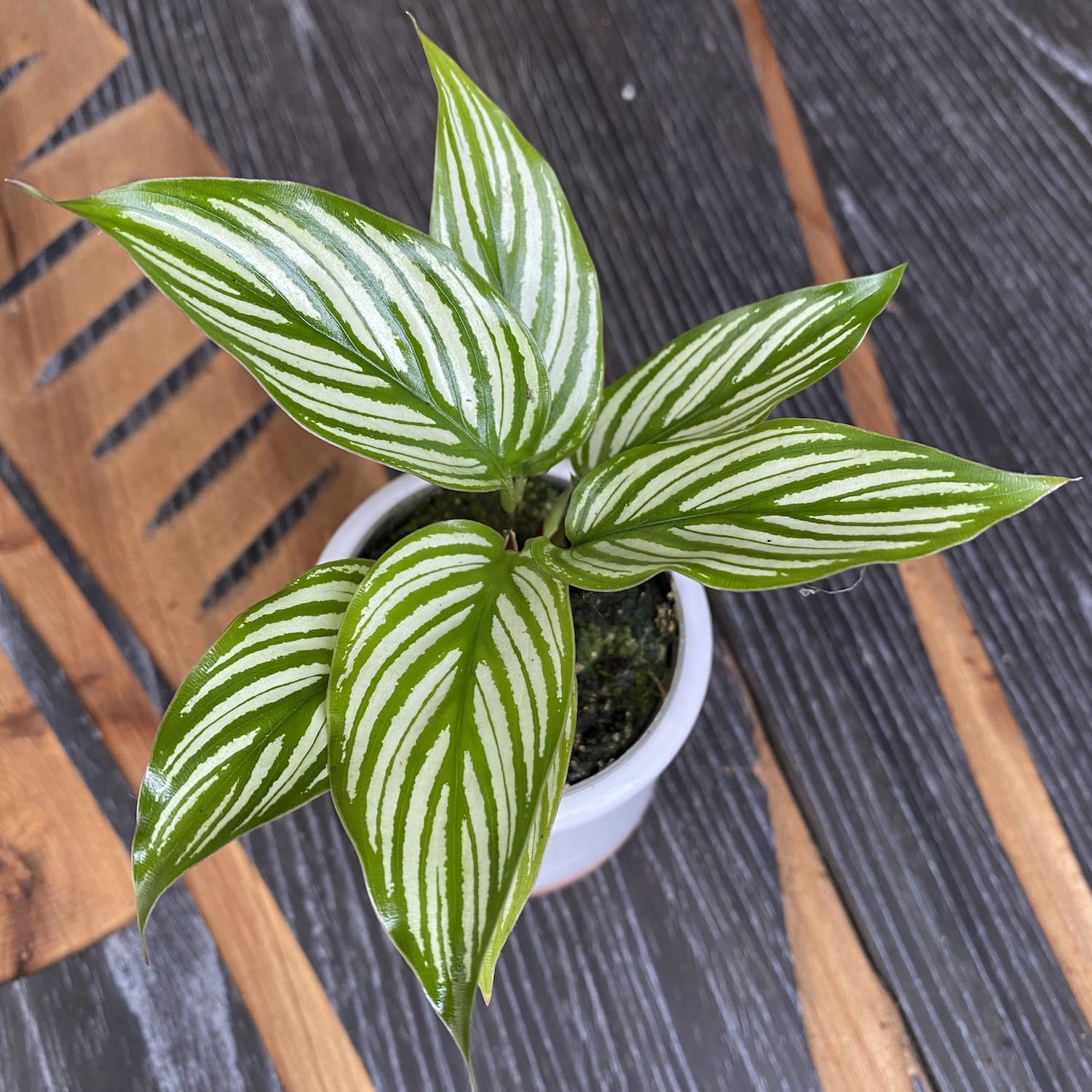 Calathea Vittata (babyplant)