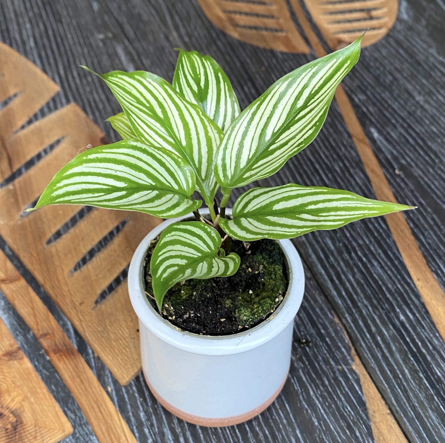 Calathea Vittata (babyplant)