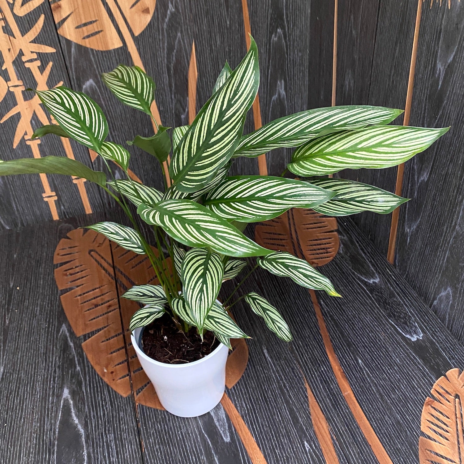 Calathea Vittata