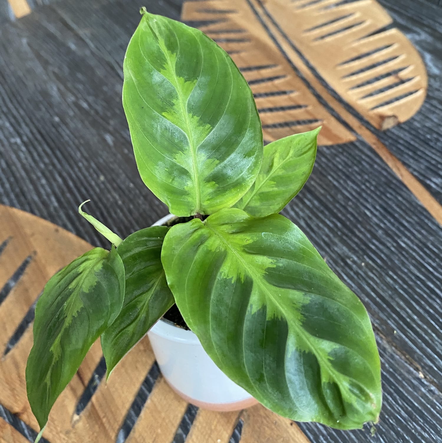 Calathea Warscewiczii (babyplant)