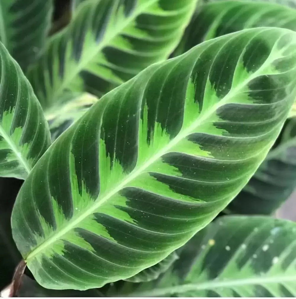 Calathea Warscewiczii (babyplant)