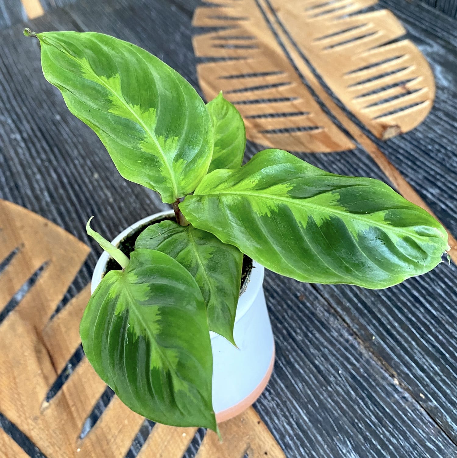 Calathea Warscewiczii (Babypflanze) – Secret Garden Plant Shop
