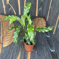 Calathea rufibarba 'Blue Grass' (babyplant)