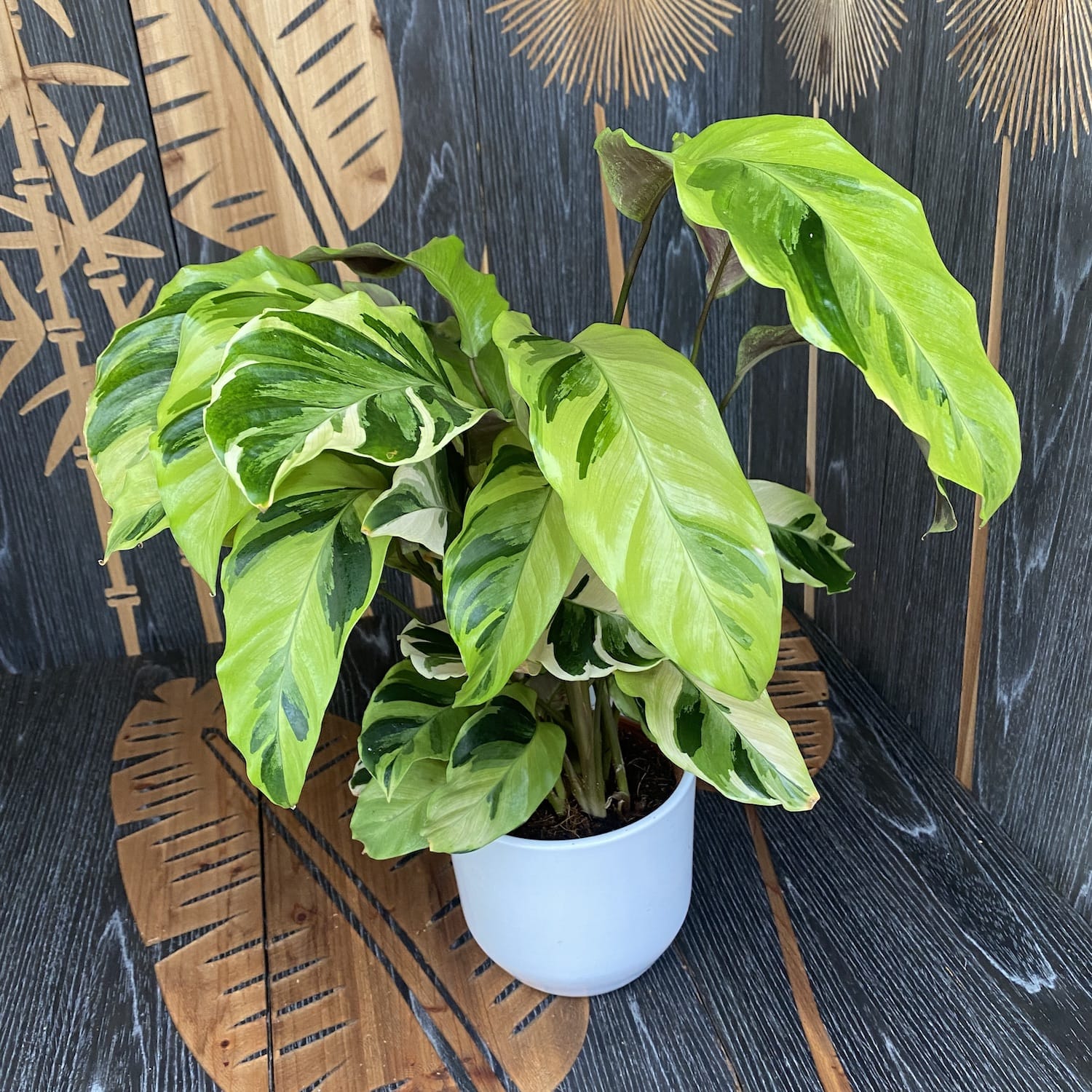 Calathea 'Yellow Fusion'