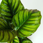 Calathea fasciata