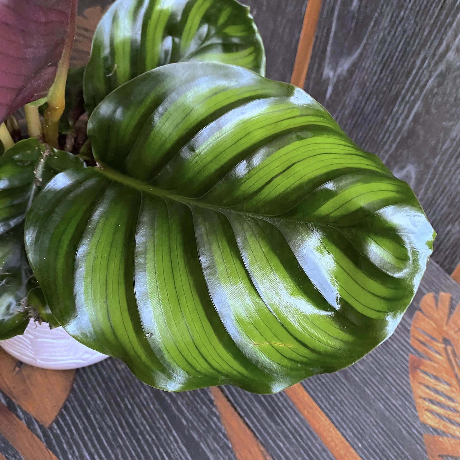 Calathea fasciata