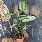 Calathea majestica Whitestar - exempláře XL