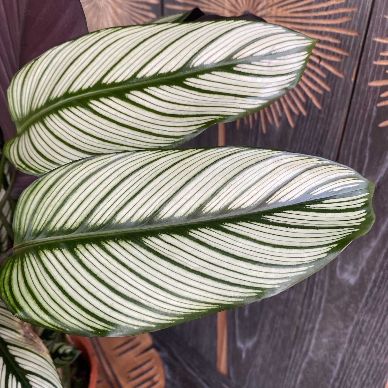 Calathea majestica Whitestar - exemplare XL