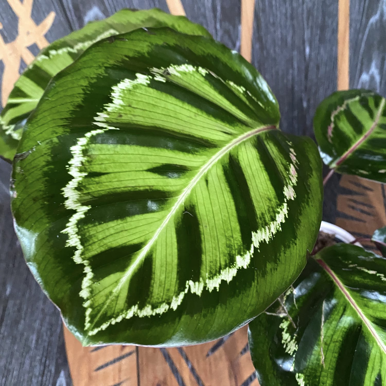Calathea roseopicta illustris (Rose Painted Calathea)