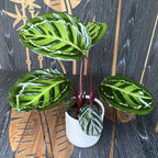 Calathea roseopicta illustris (Rosenbemalte Calathea)