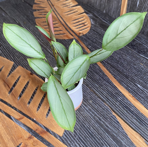 Calathea setosa ‘Silver Star’ *babyplant