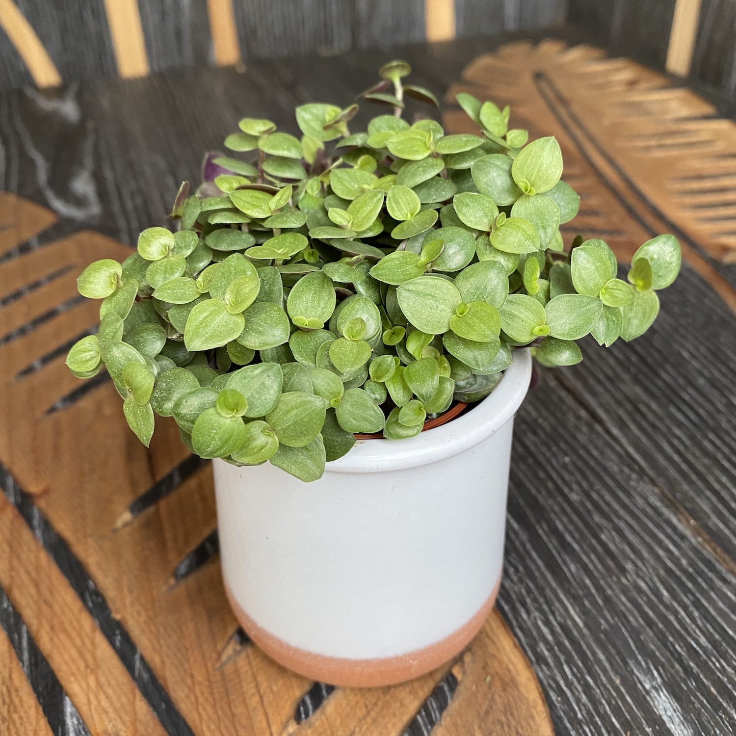 Callisia repens 'Turtle'