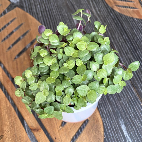 Callisia repens 'Turtle'