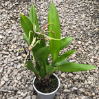 Különleges illatos Cambria