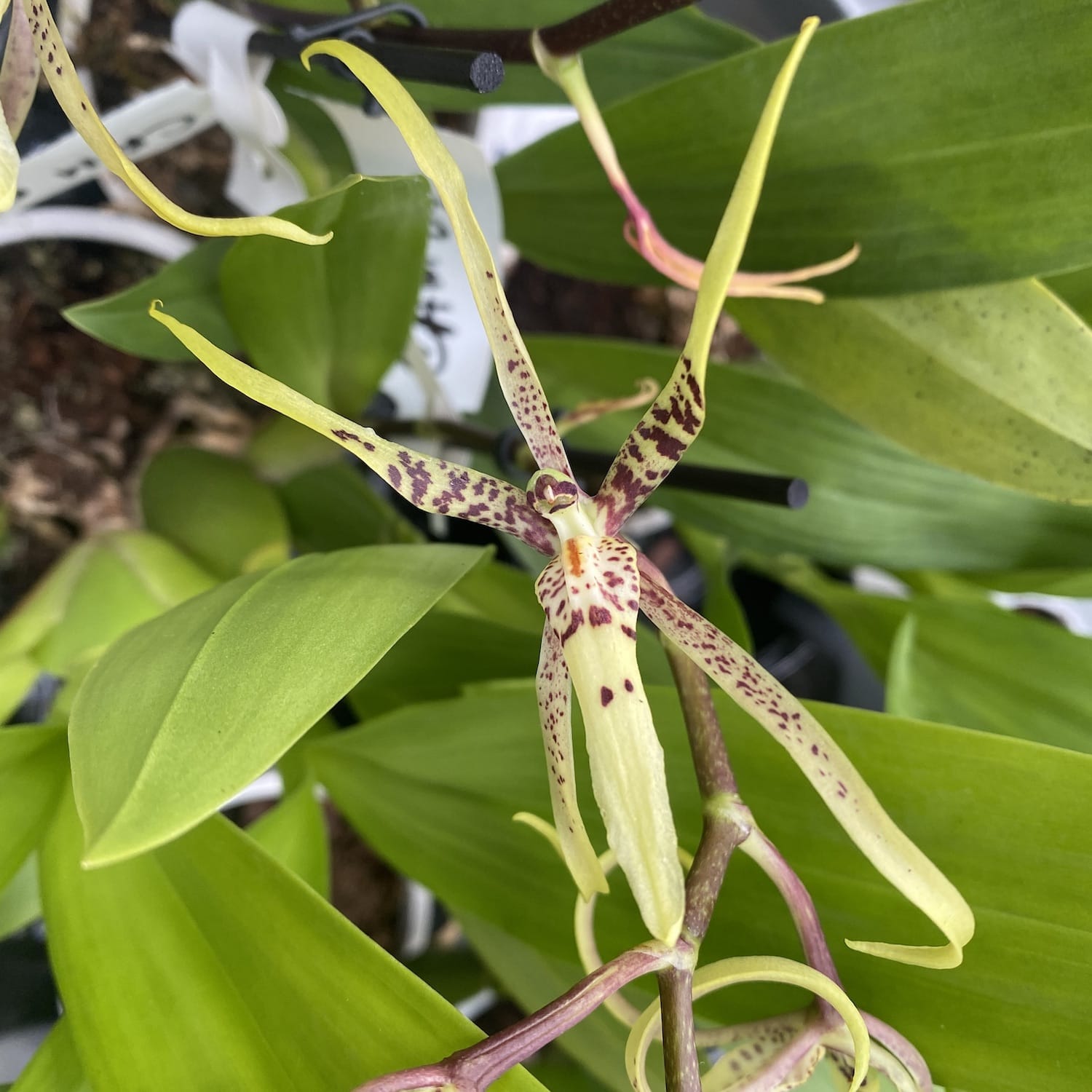 Cambria speciala parfumata