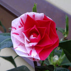 Camellia japonica 'Contessa Lavinia Maggi' (Bicolor)