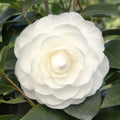 Camellia japonica 'Nuccio's Gem'